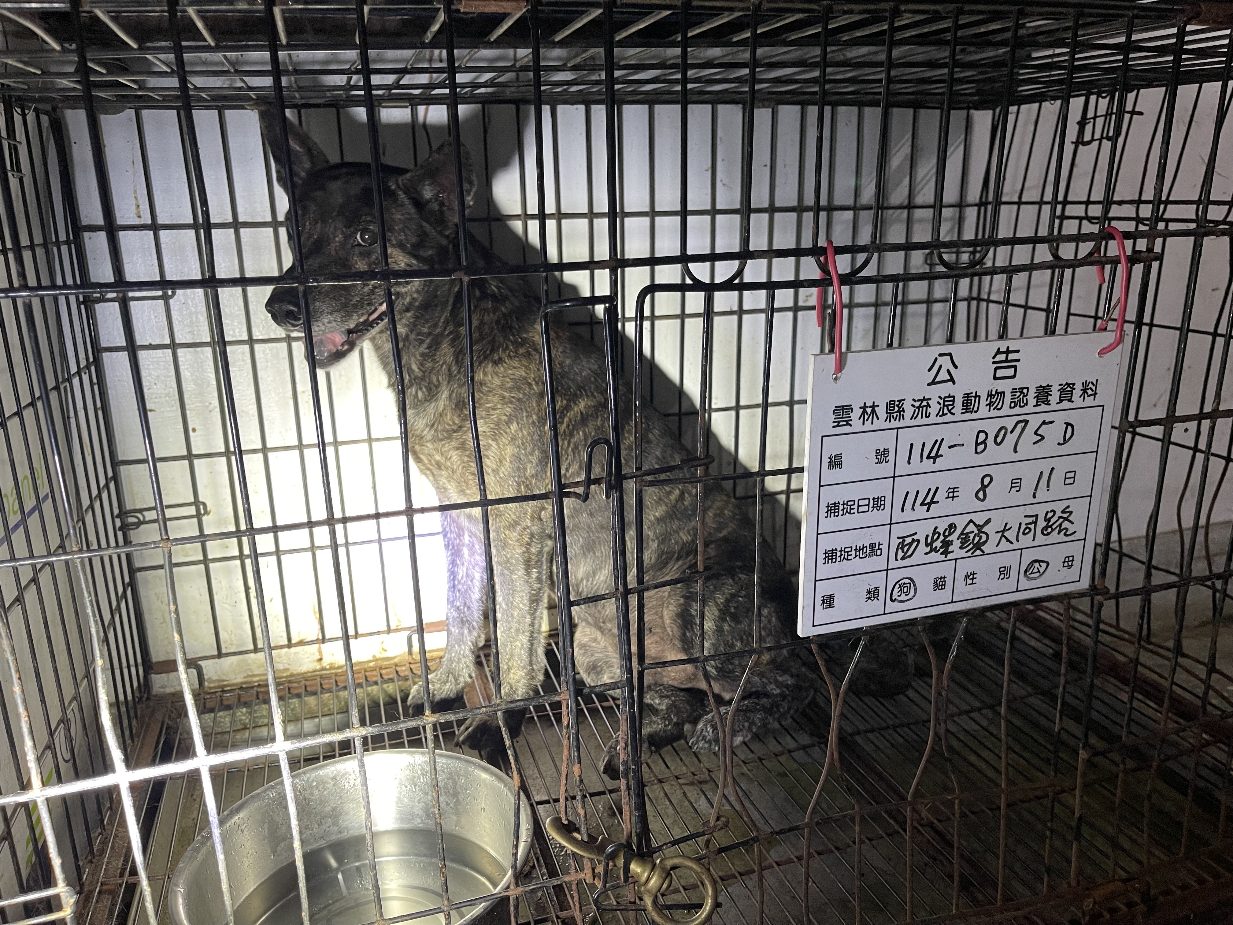 雲林縣已領養狗 混種犬