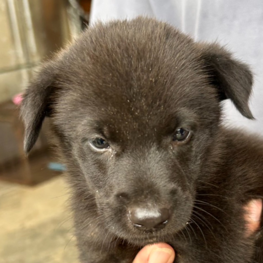 澎湖縣已領養狗 混種犬