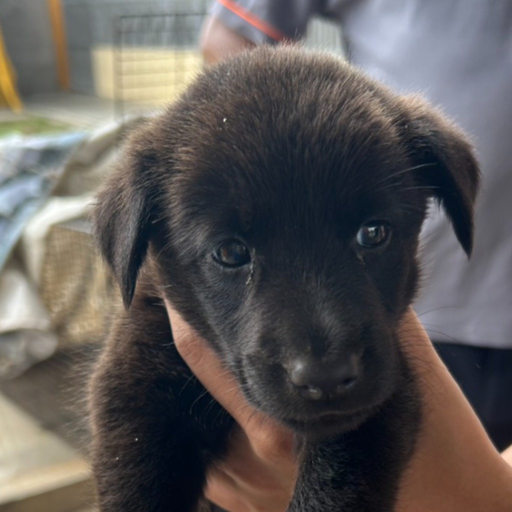 澎湖縣已領養狗 混種犬