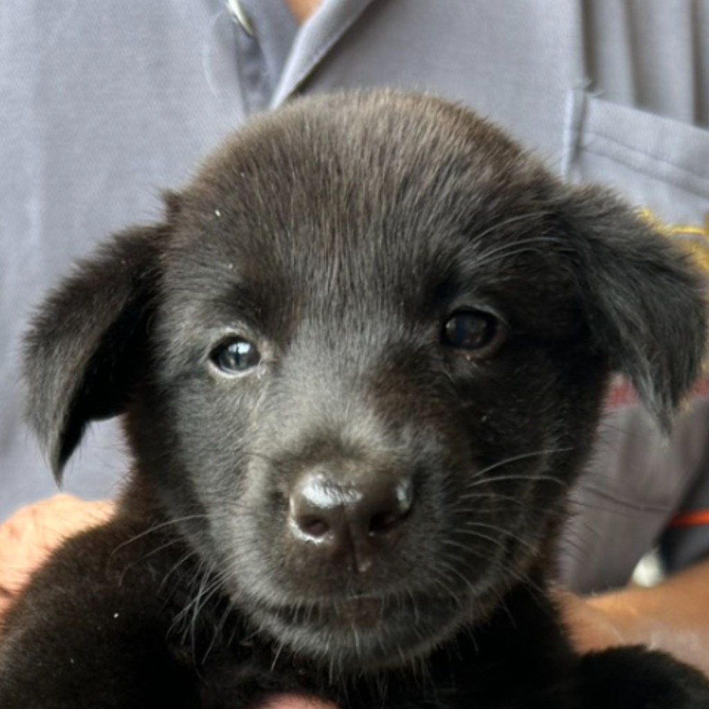 澎湖縣已領養狗 混種犬