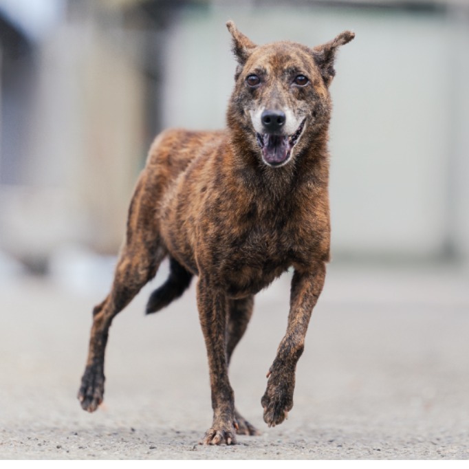 新北市已領養狗 混種犬