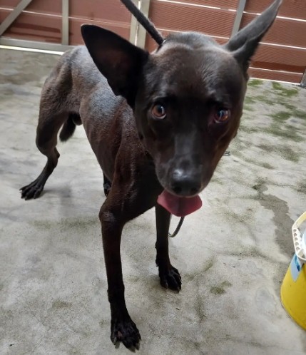 新北市已領養狗 混種犬