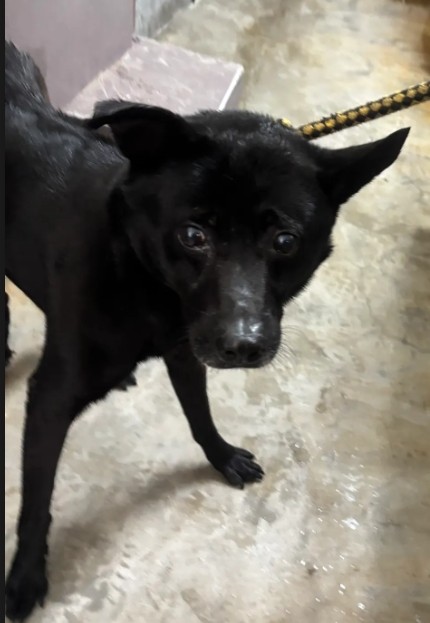 新北市已領養狗 混種犬