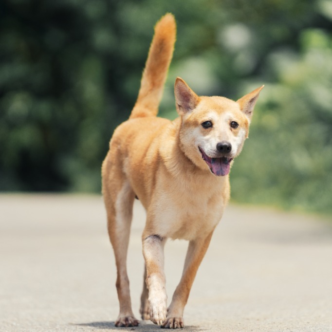 新北市已領養狗 混種犬