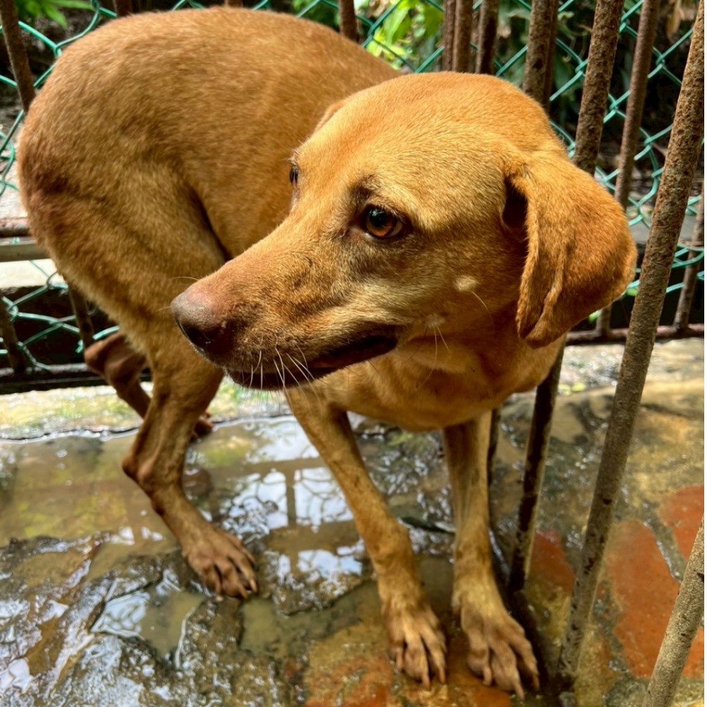雲林縣已領養狗 混種犬