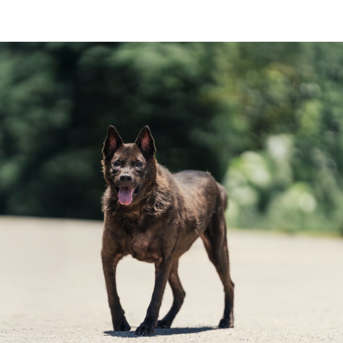 新北市已領養狗 混種犬