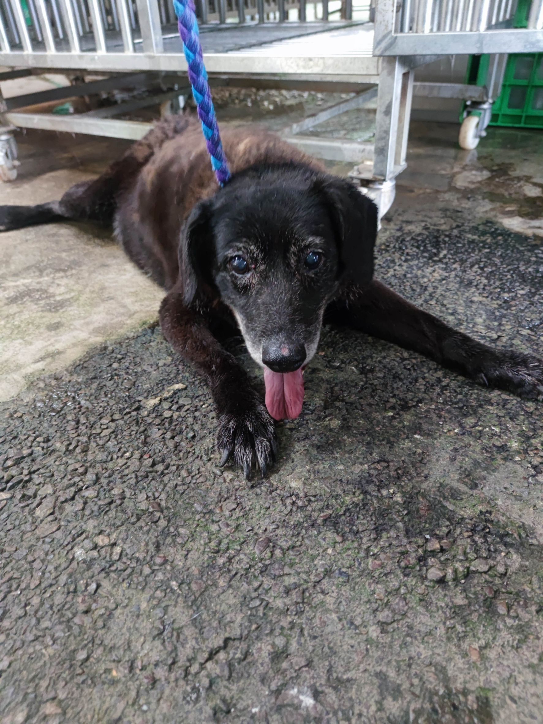 新北市已領養狗 混種犬