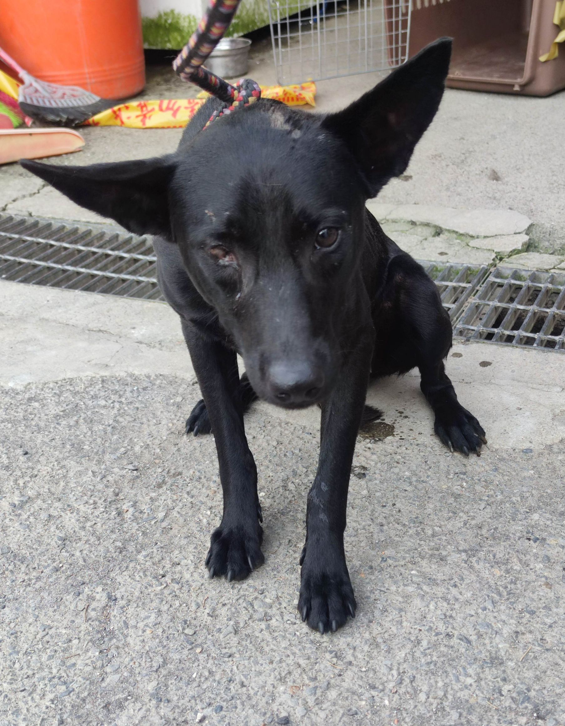 新北市已領養狗 混種犬
