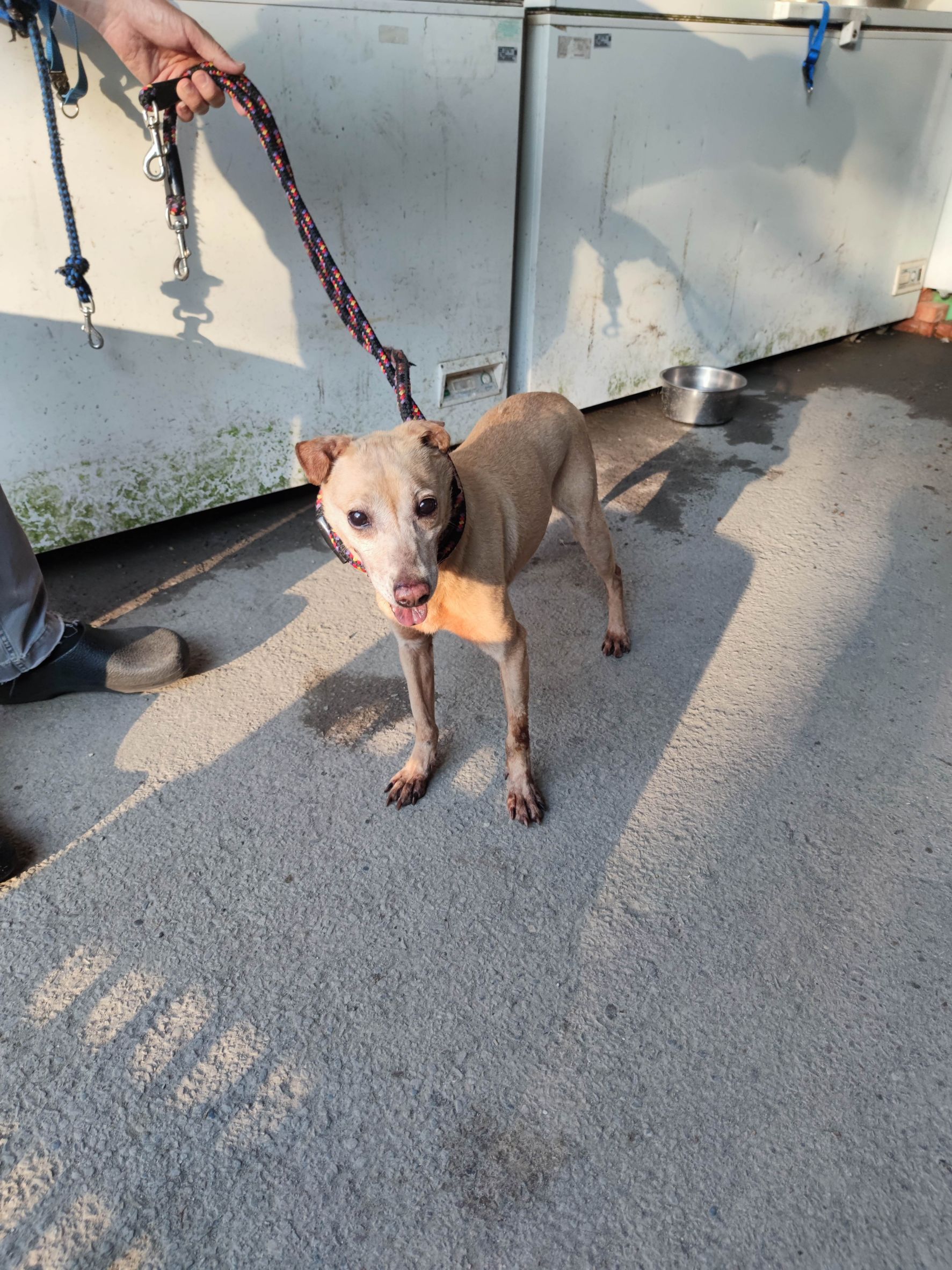 新北市已領養狗 混種犬
