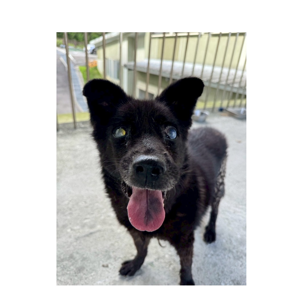 基隆市已領養狗 混種犬