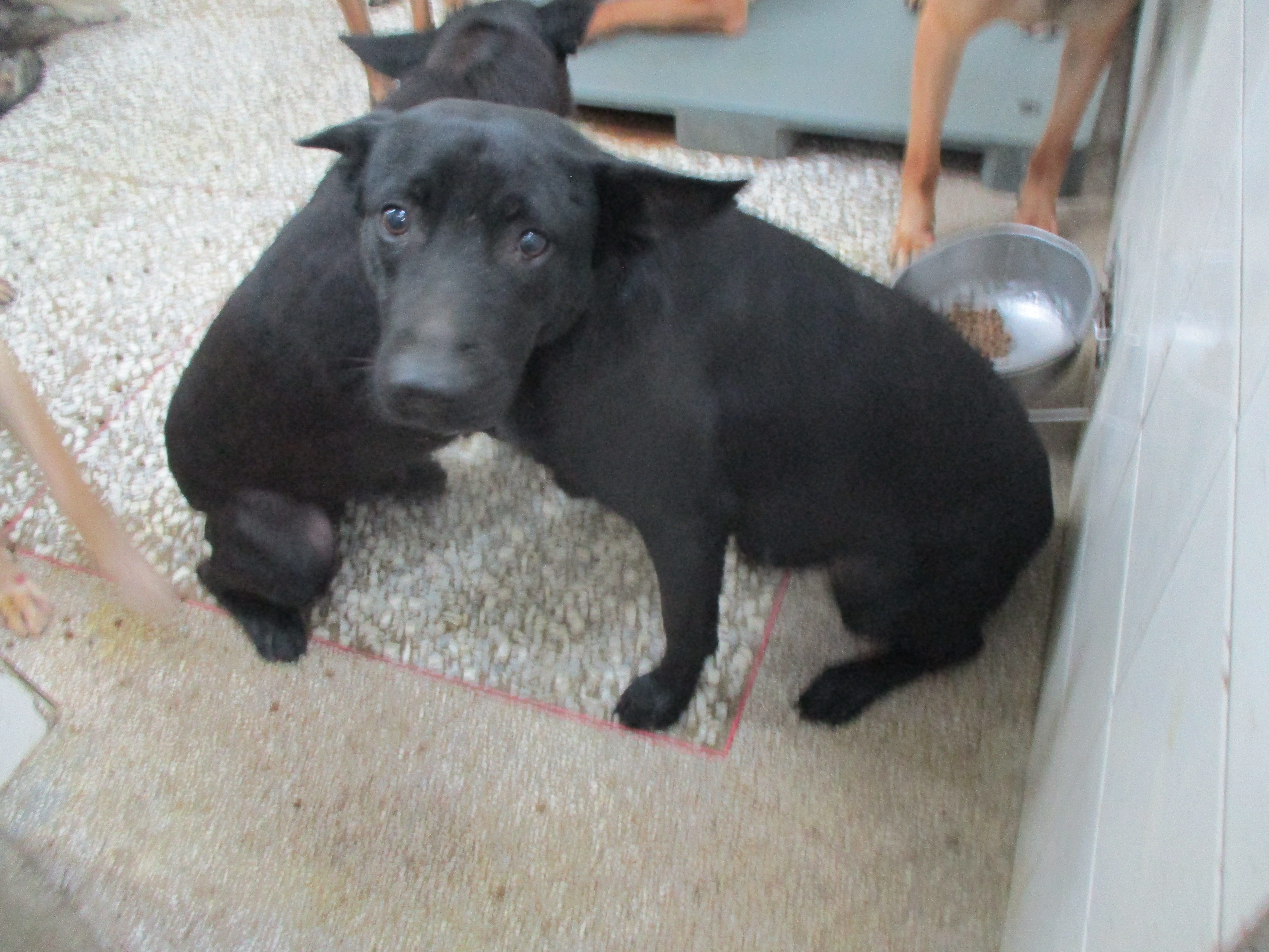 高雄市已領養狗 混種犬