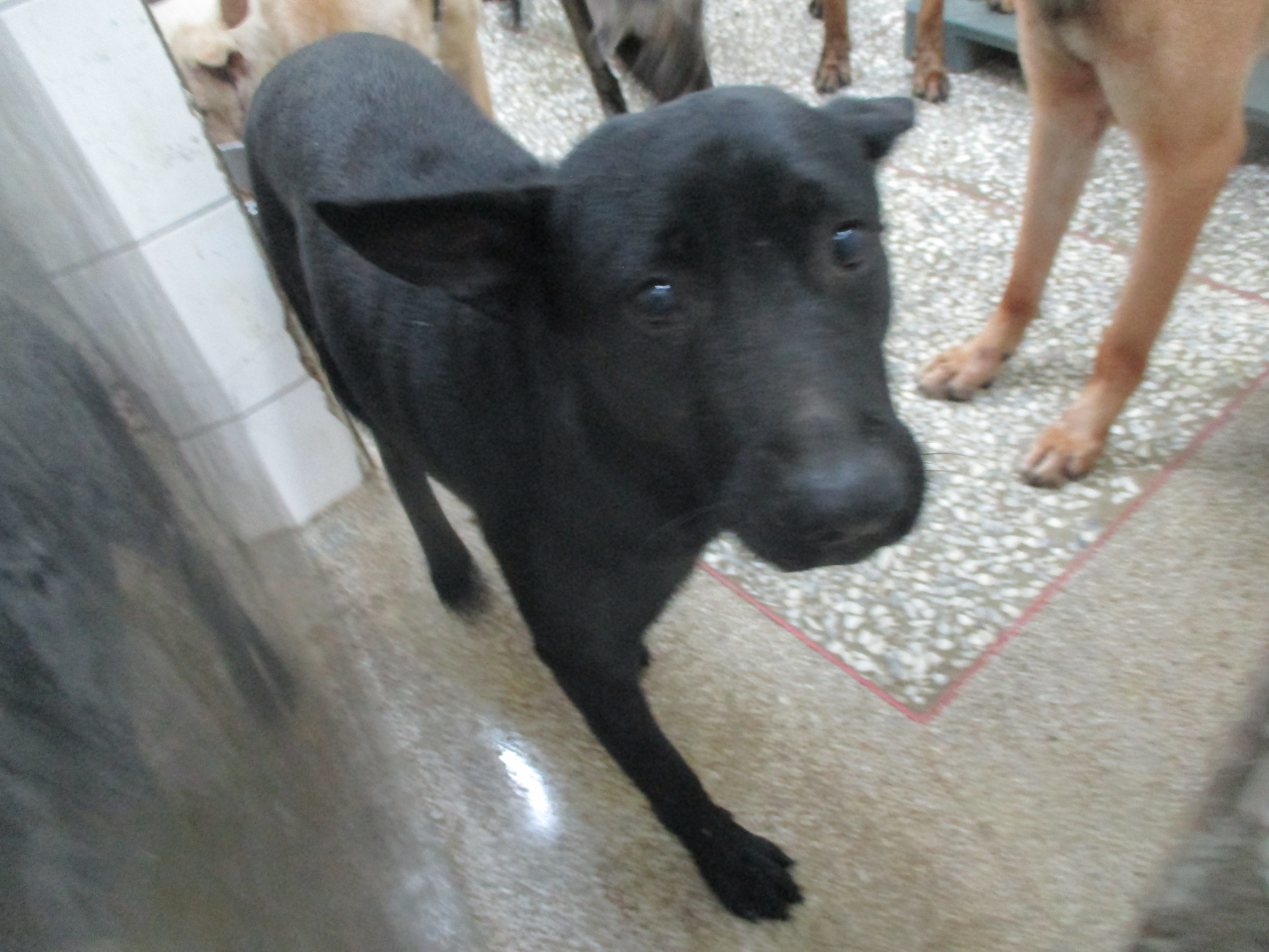 高雄市已領養狗 混種犬