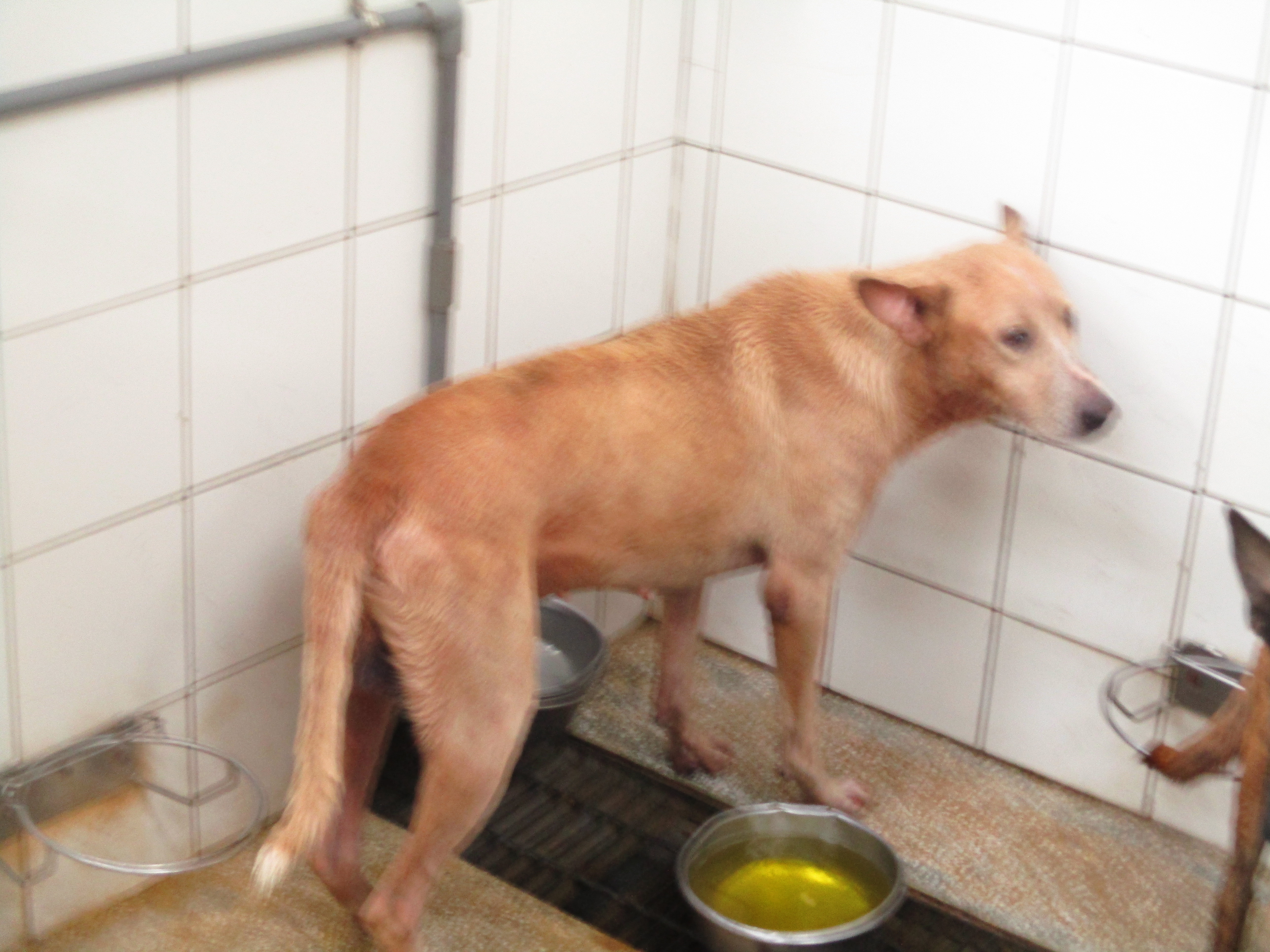 高雄市已領養狗 混種犬