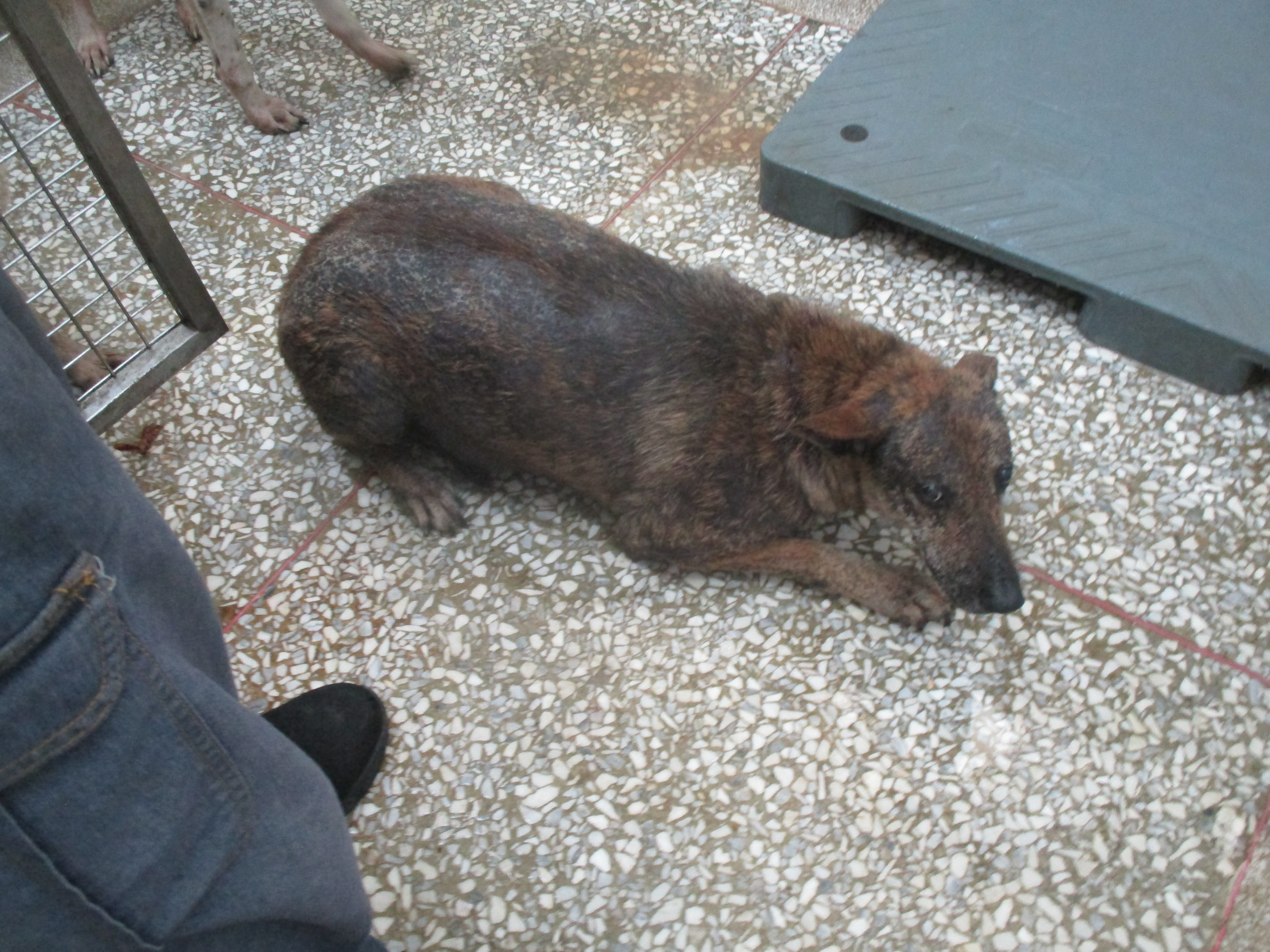 高雄市已領養狗 混種犬
