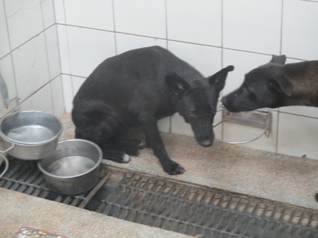 高雄市已領養狗 混種犬