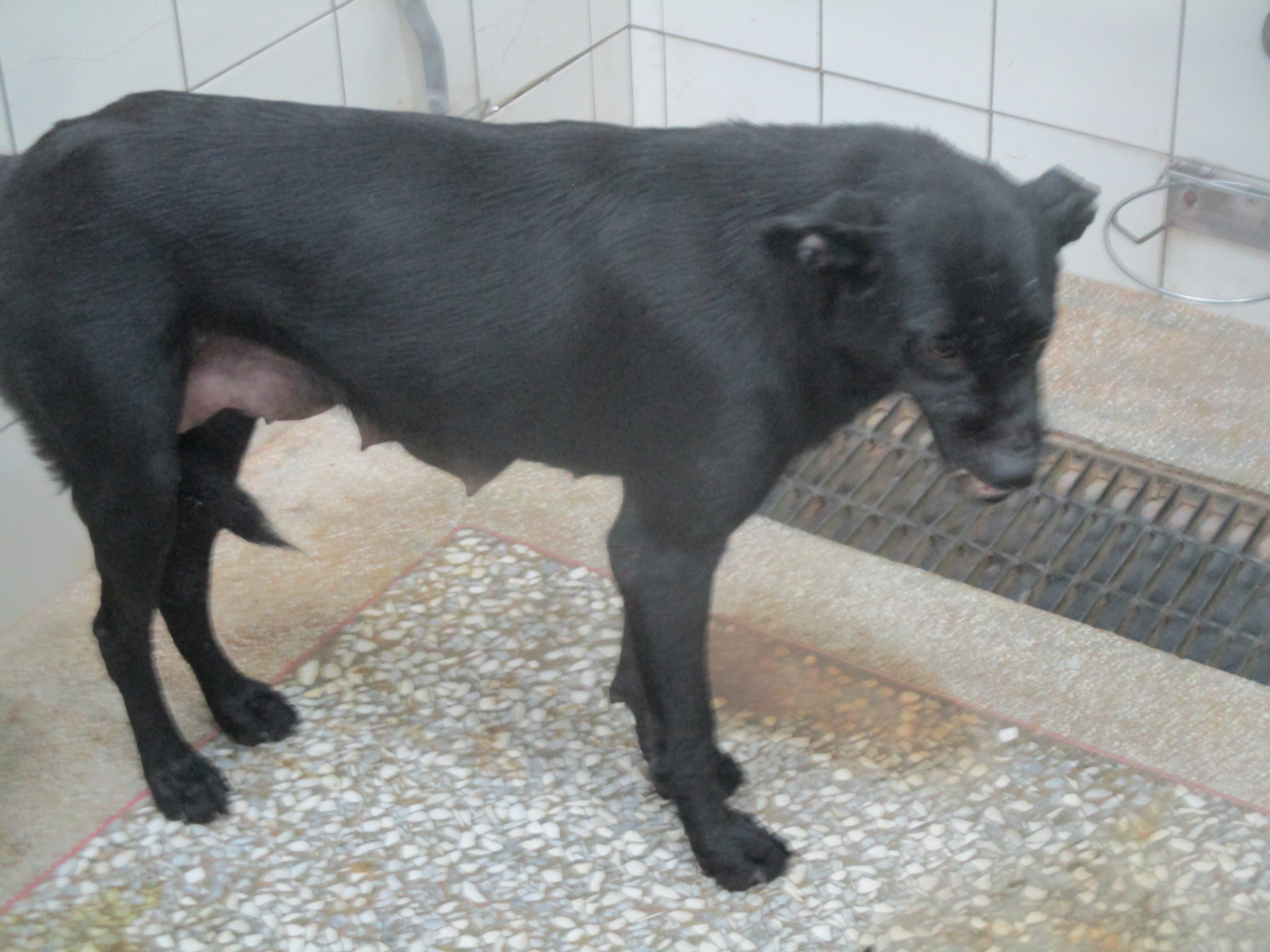 高雄市已領養狗 混種犬