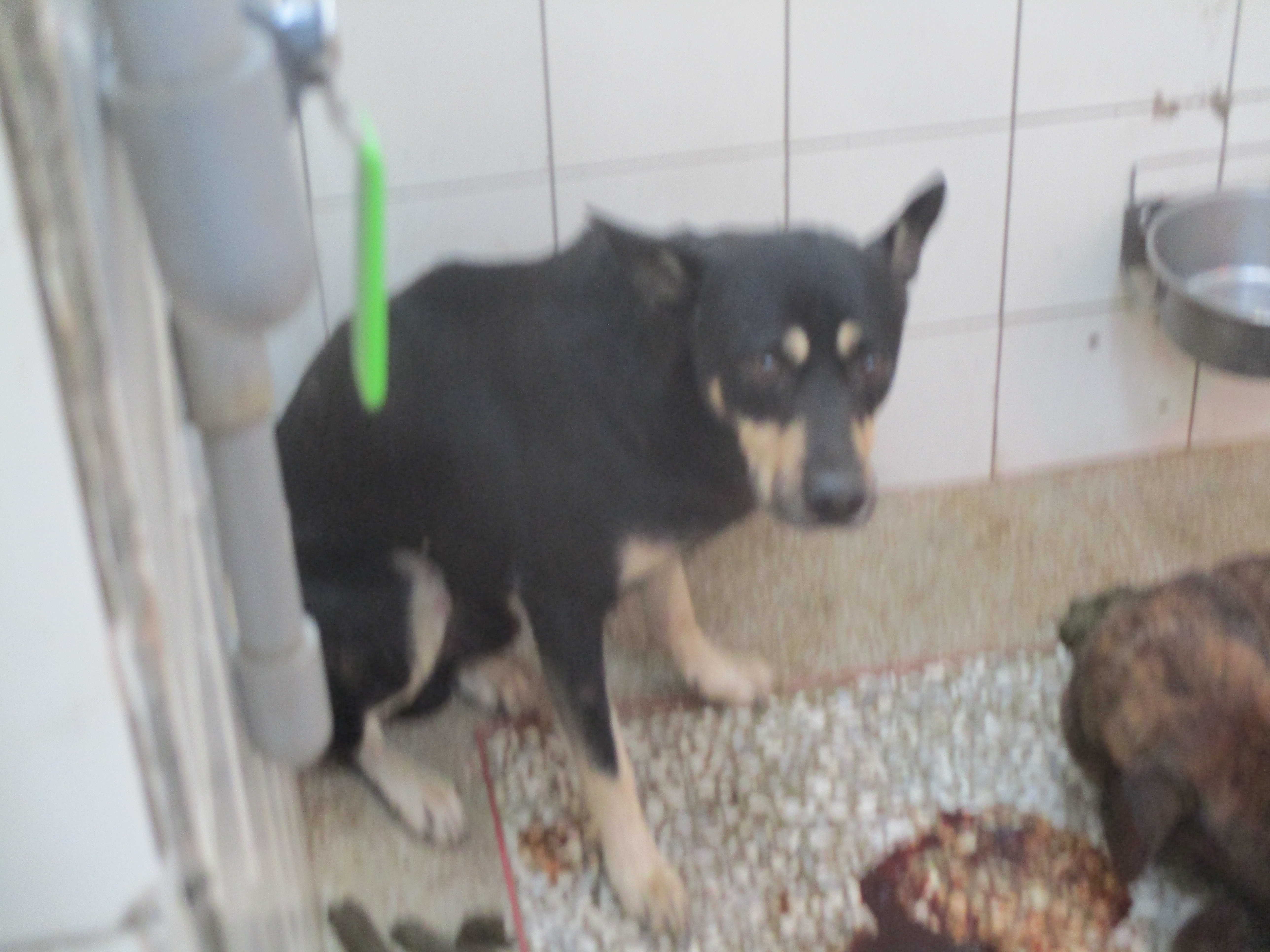 高雄市已領養狗 混種犬