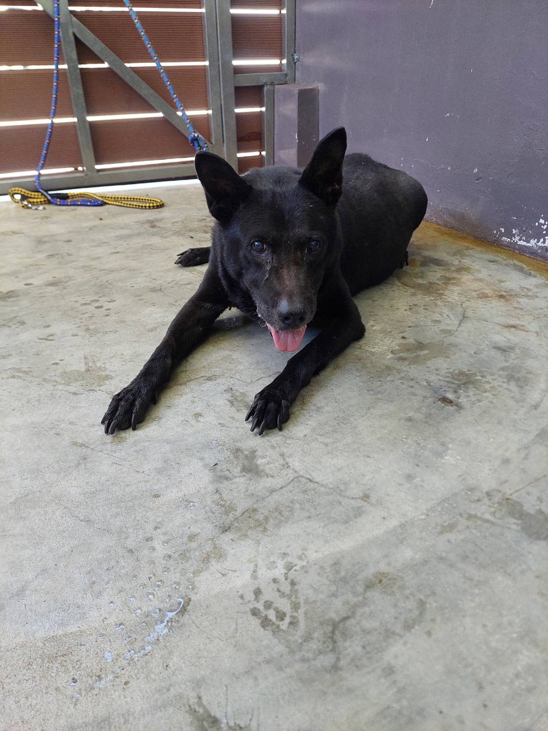 新北市已領養狗 混種犬