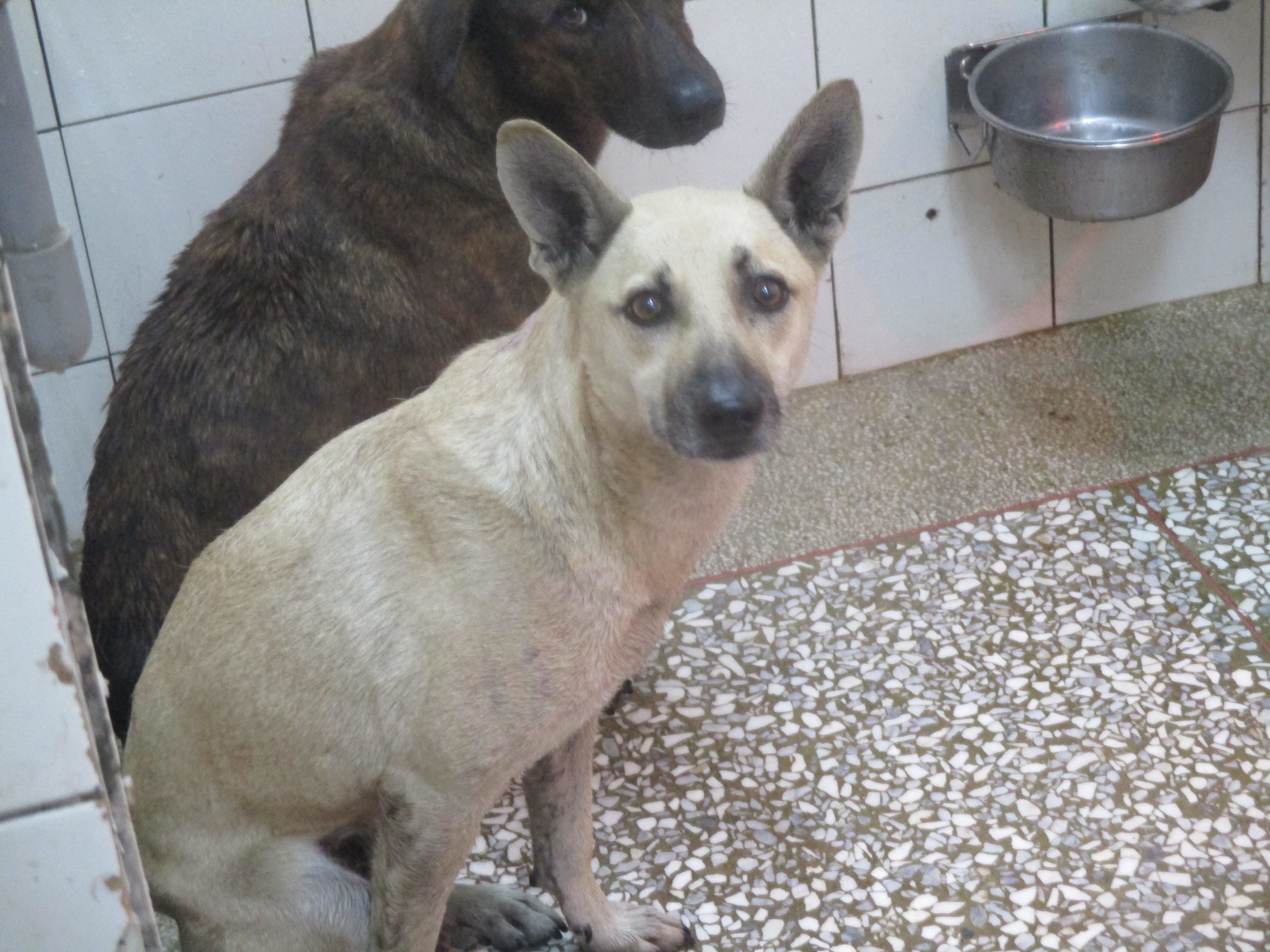 高雄市已領養狗 混種犬