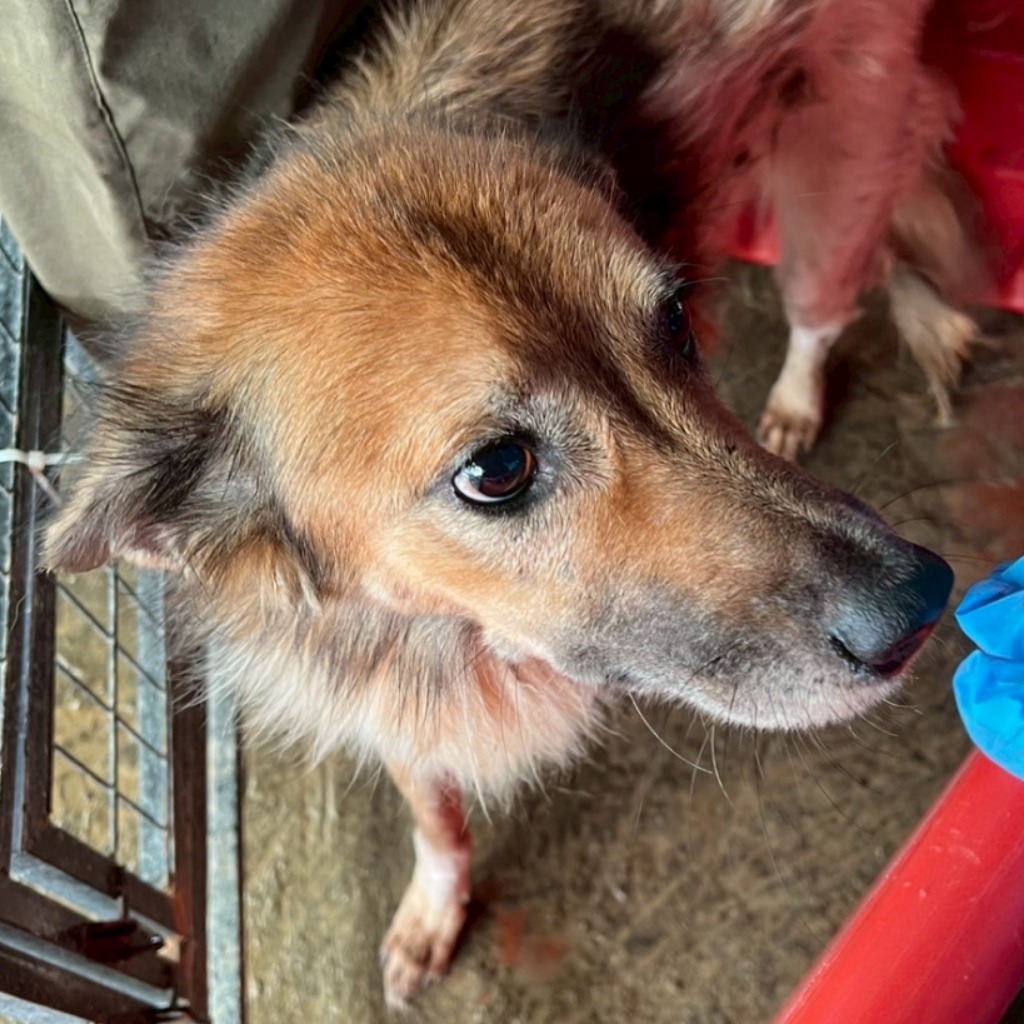 雲林縣已領養狗 混種犬