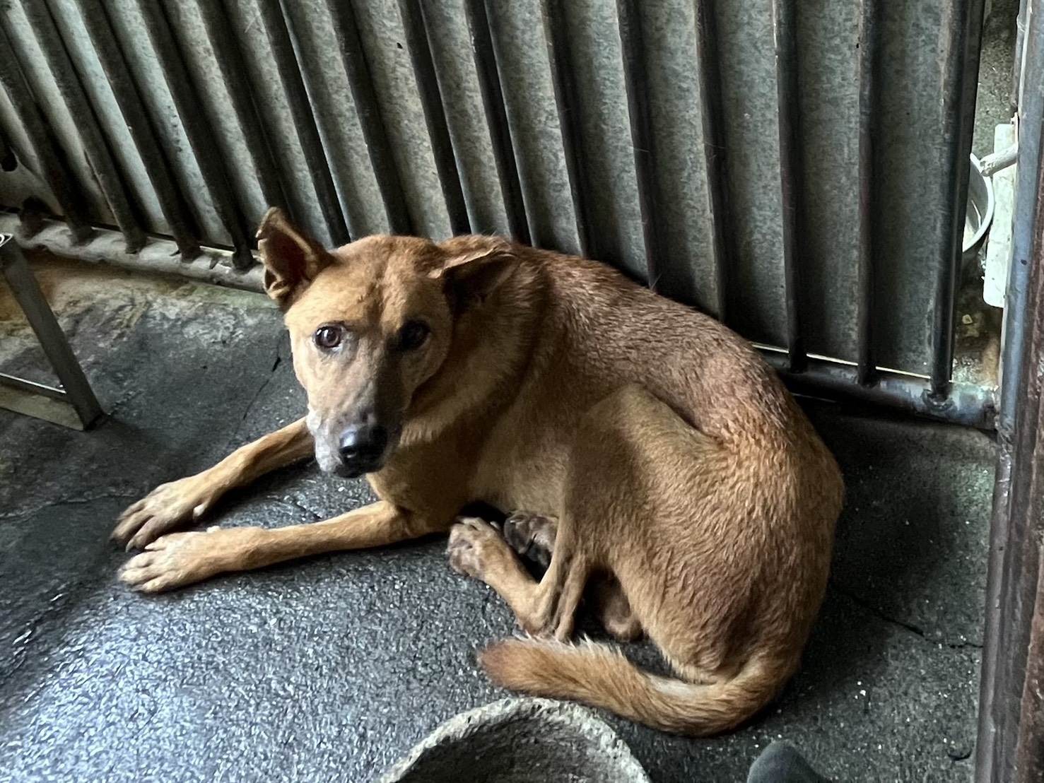 彰化縣已領養狗 混種犬