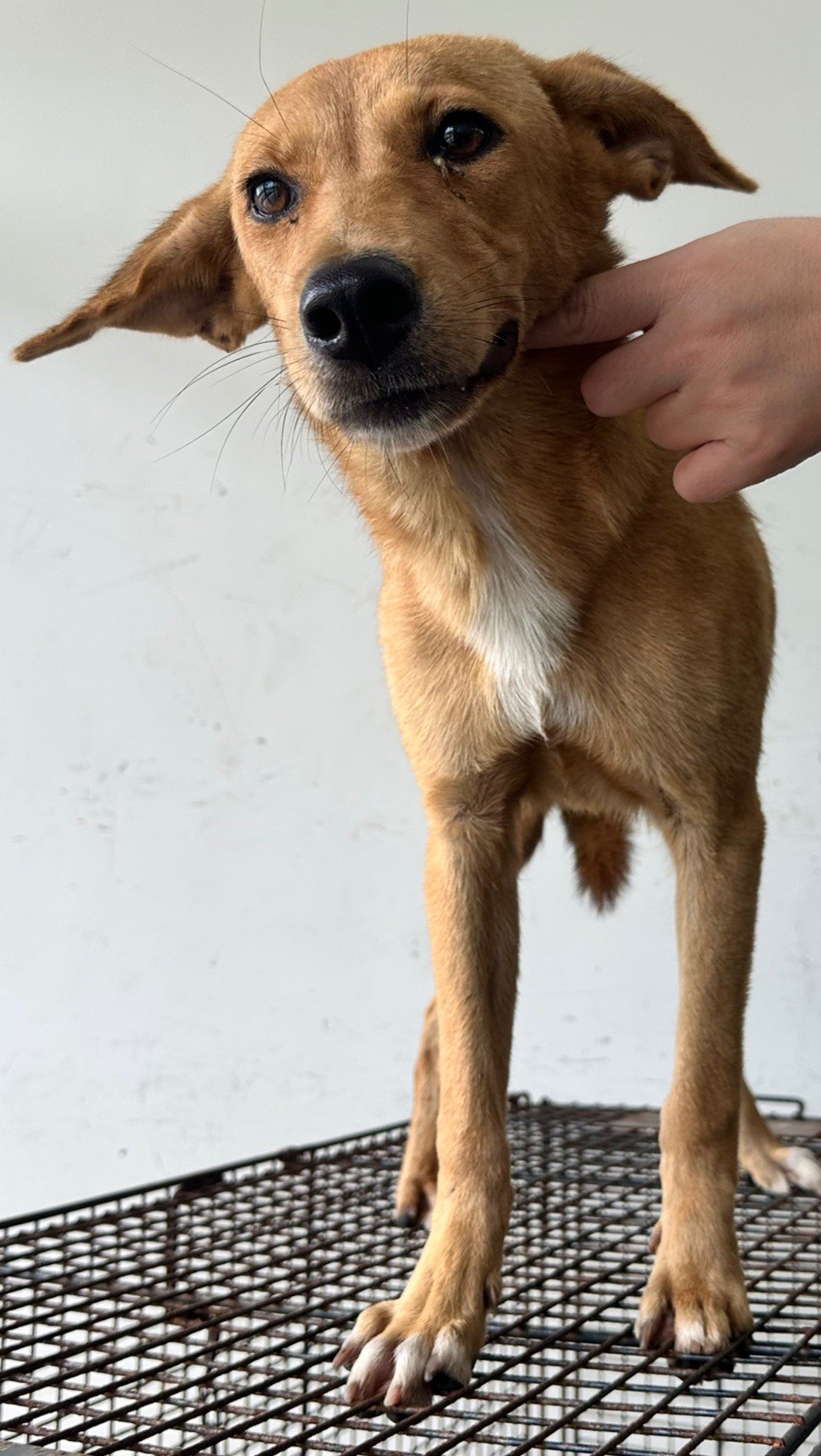 花蓮縣已領養狗 混種犬