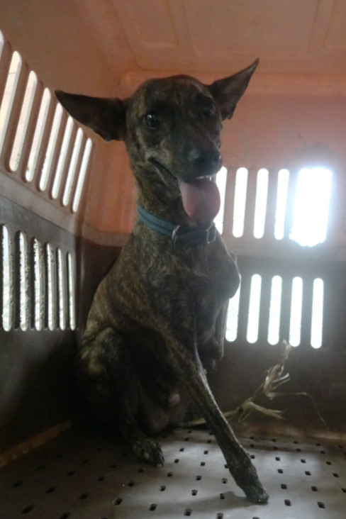 宜蘭縣已領養狗 混種犬