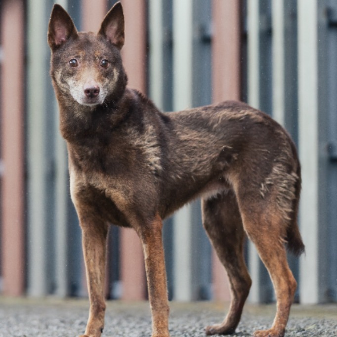 新北市已領養狗 混種犬