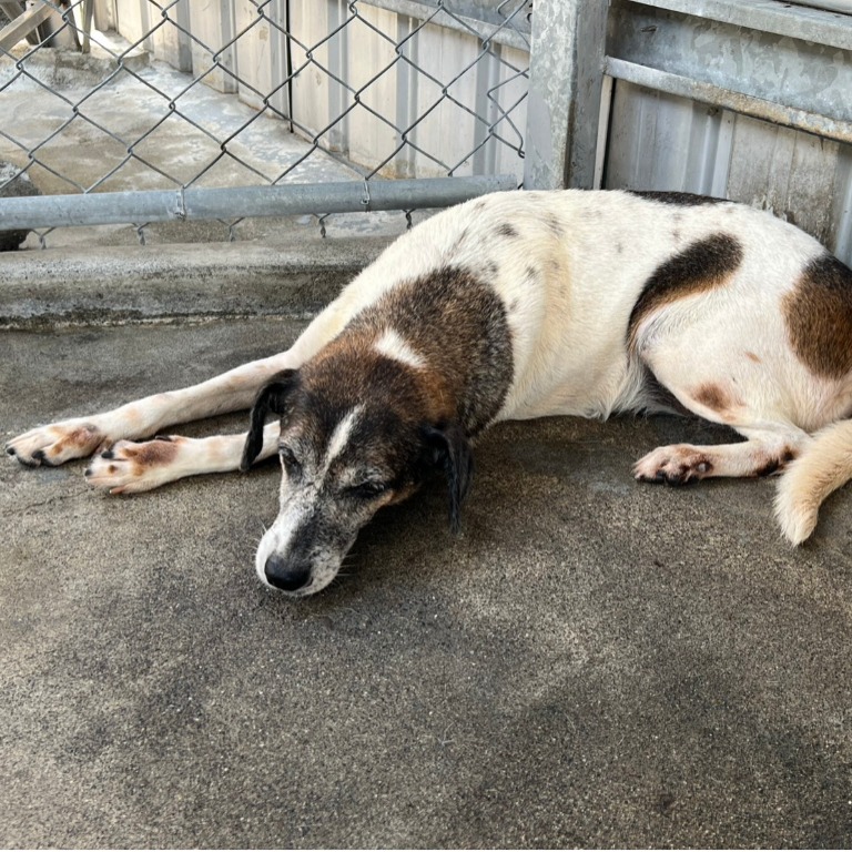 雲林縣已領養狗 混種犬
