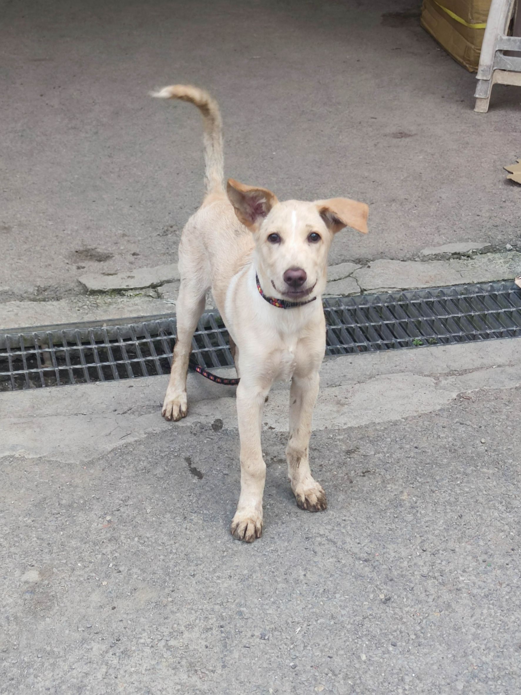 新北市已領養狗 混種犬
