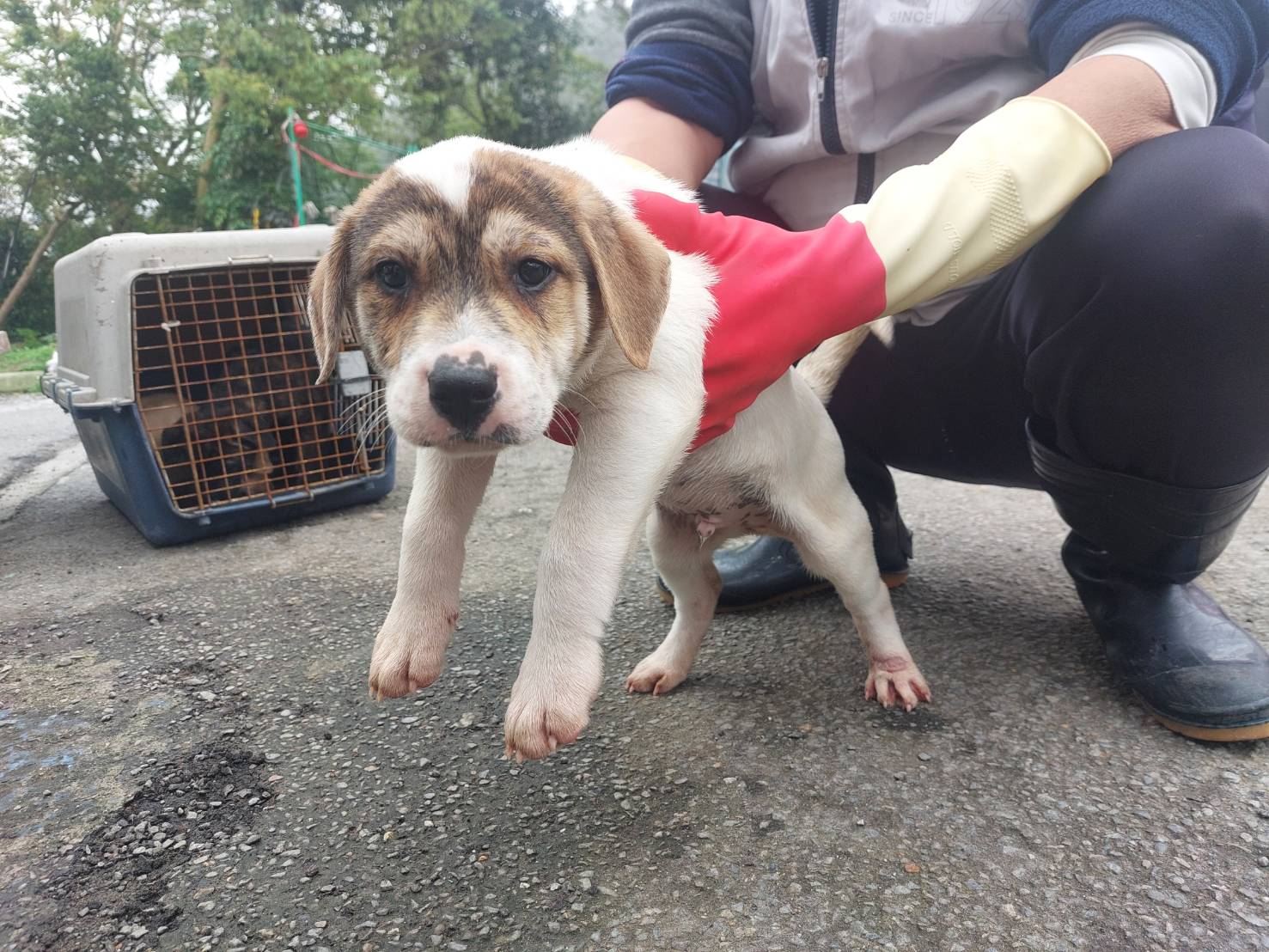 新北市已領養狗 混種犬