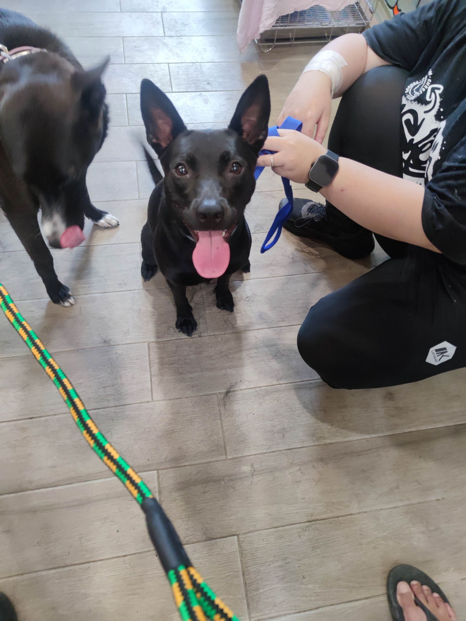 新北市已領養狗 混種犬