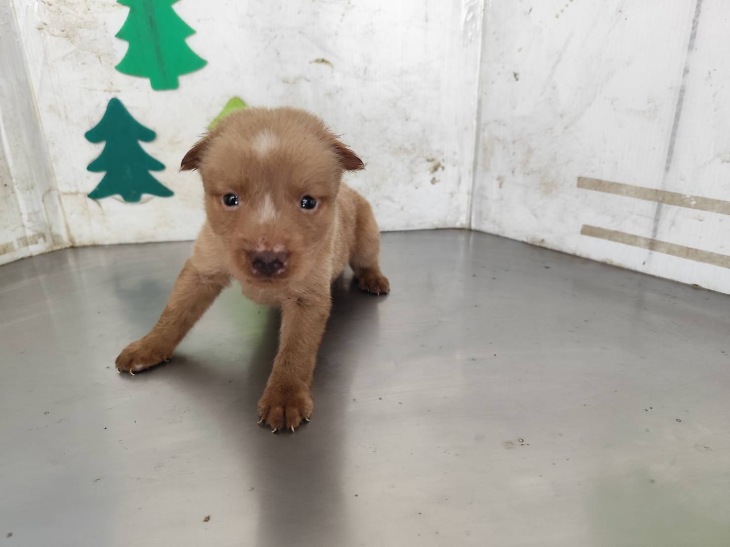 高雄市已領養狗 混種犬