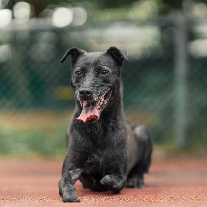 新北市已領養狗 混種犬
