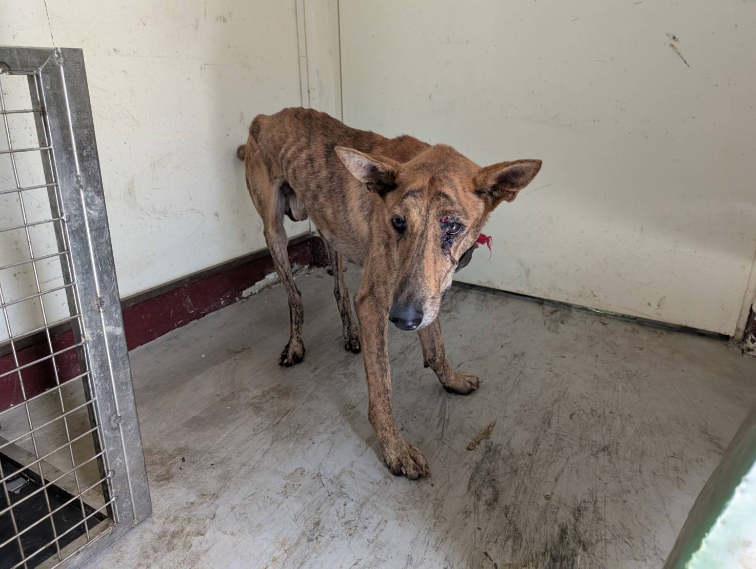 高雄市待認養狗 混種犬