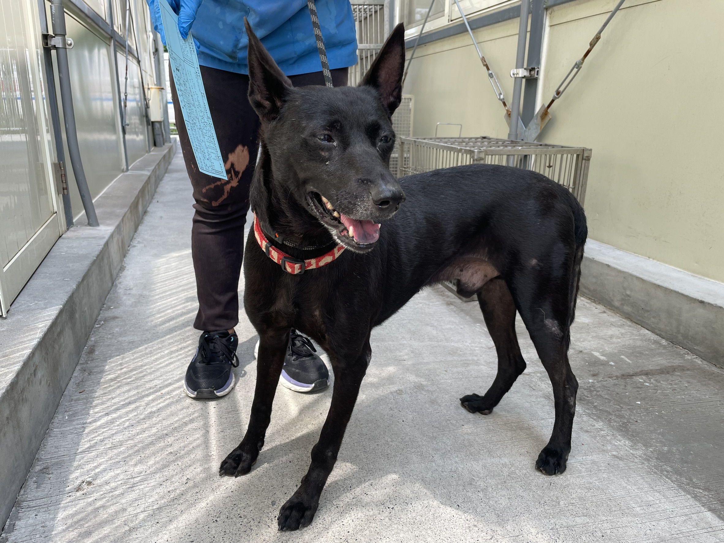 台北市已領養狗 混種犬