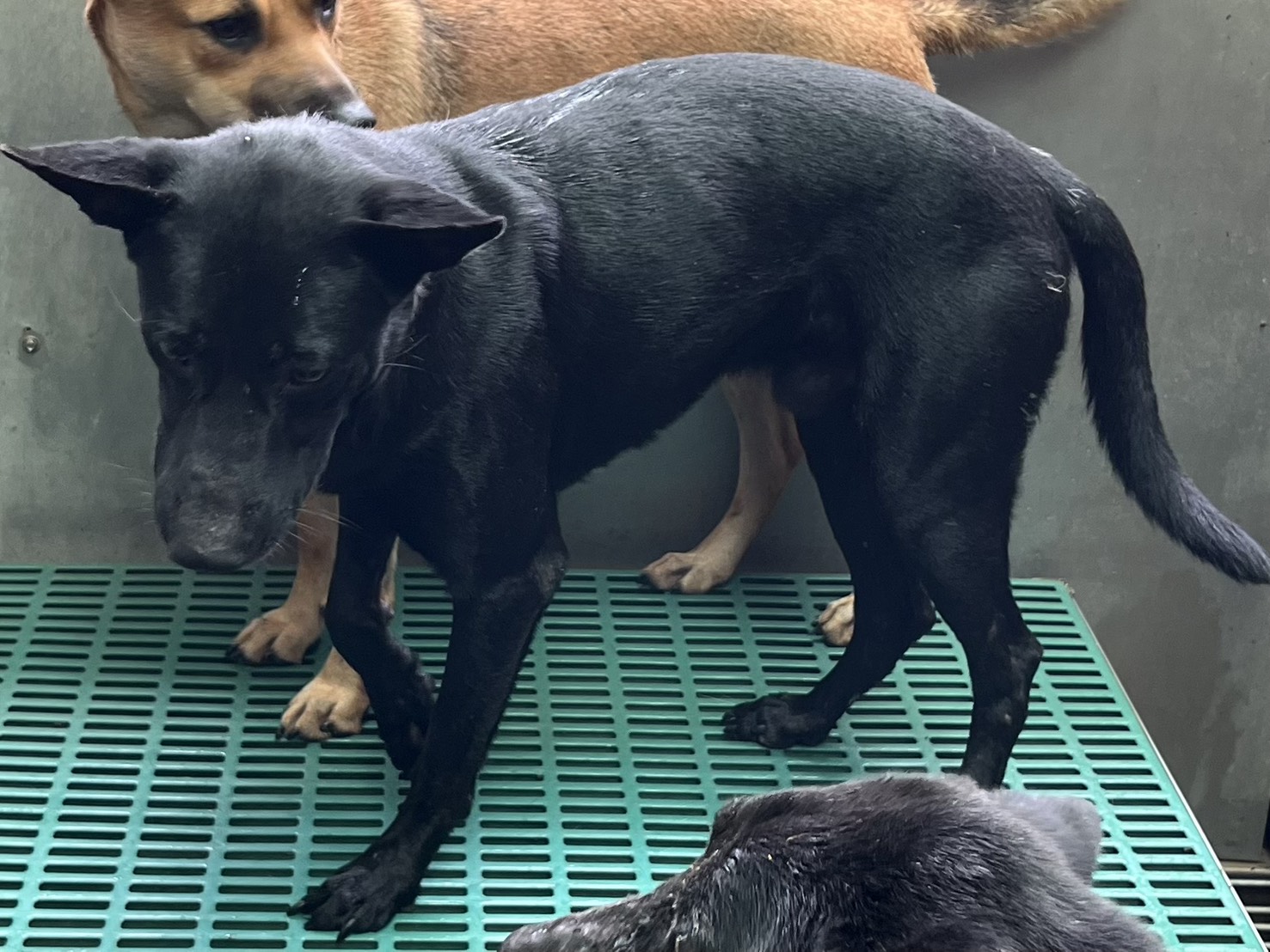 彰化縣已領養狗 混種犬