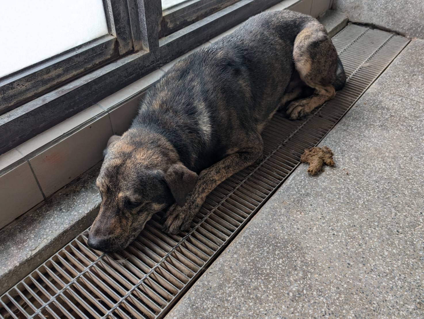 高雄市已領養狗 混種犬