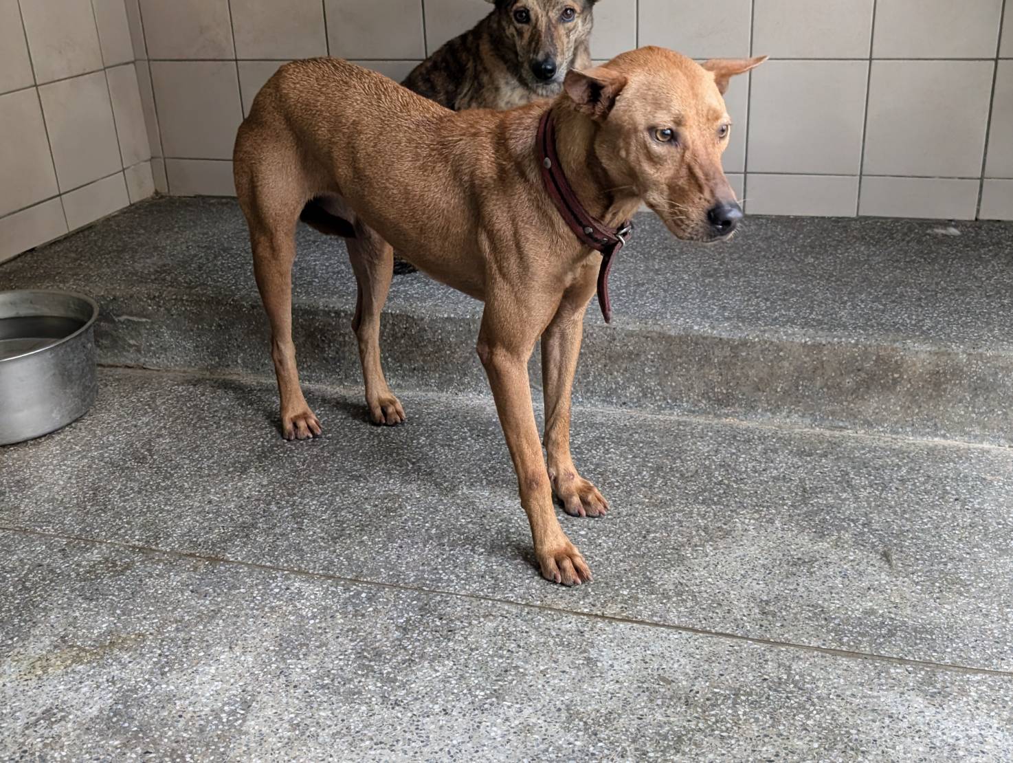 高雄市已領養狗 混種犬