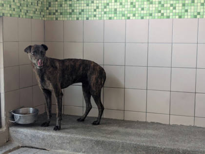 高雄市待認養狗｜混種犬｜虎斑色｜公