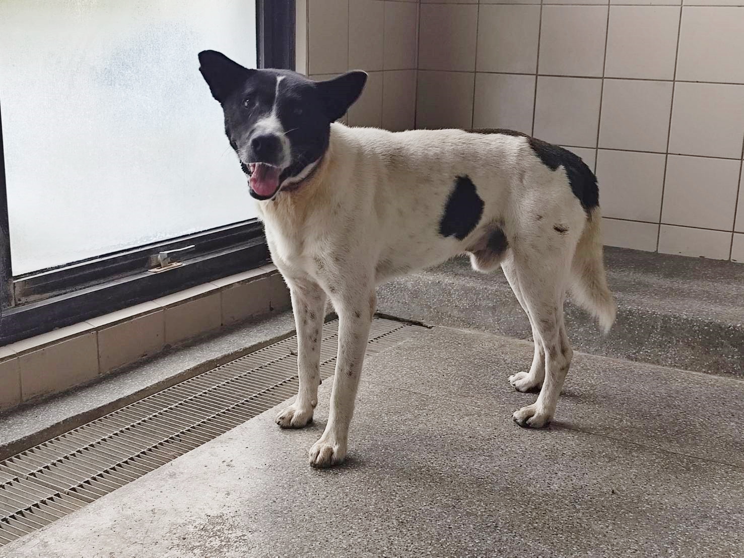 高雄市已領養狗 混種犬