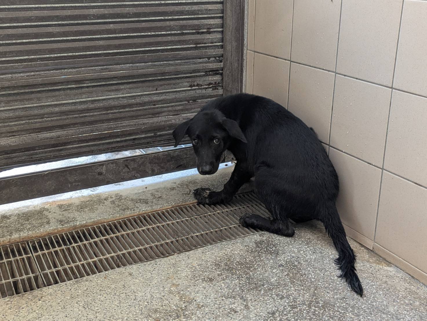 高雄市已領養狗 混種犬
