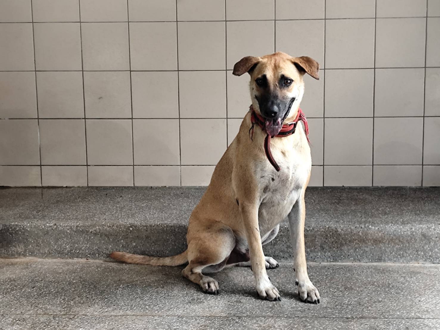 高雄市已領養狗 混種犬
