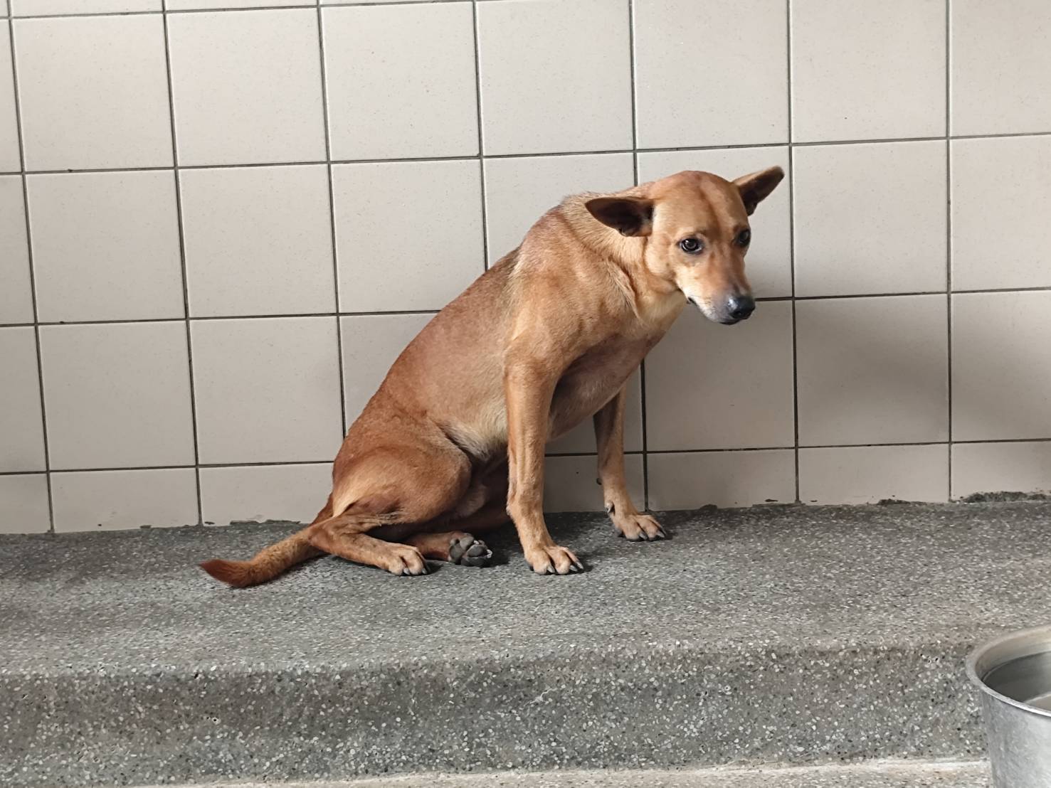 高雄市已領養狗 混種犬