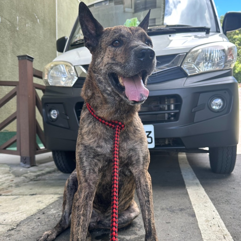 基隆市已領養狗 混種犬