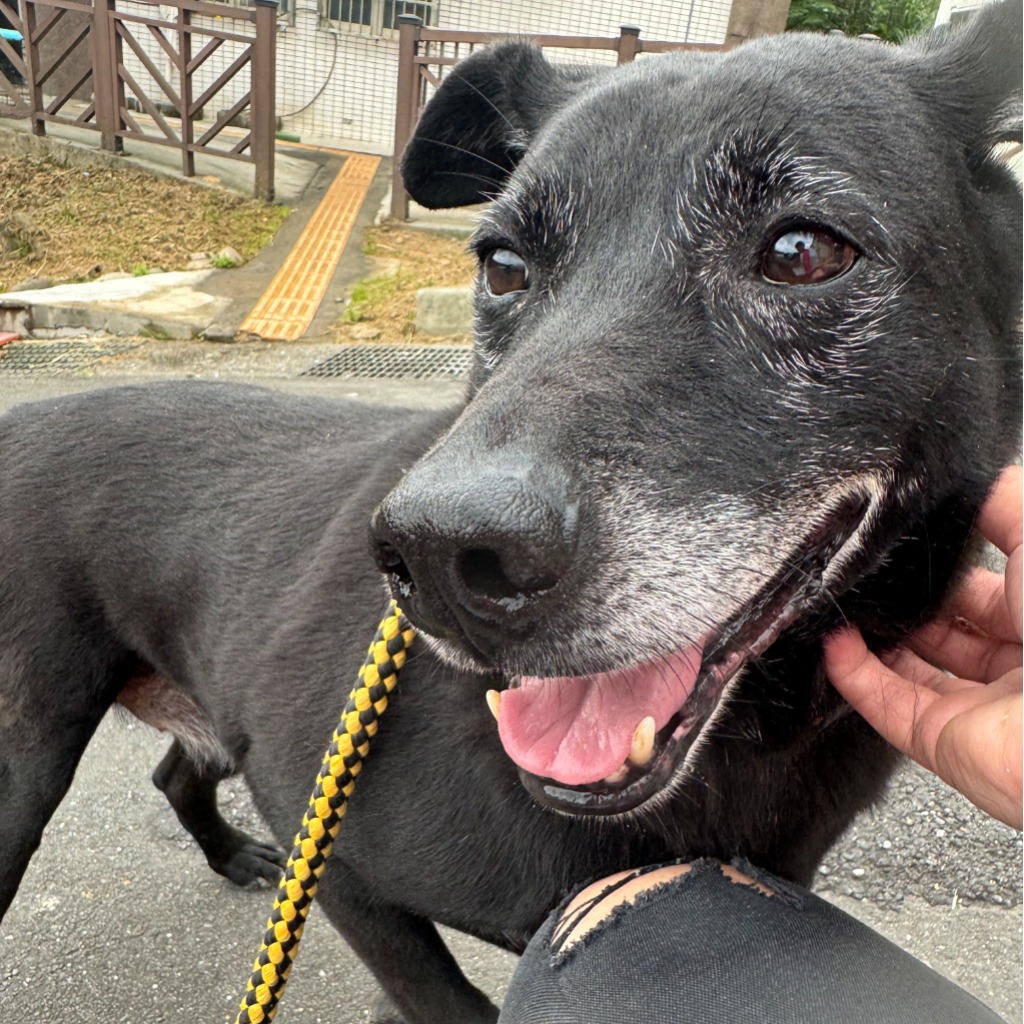 基隆市已領養狗 混種犬