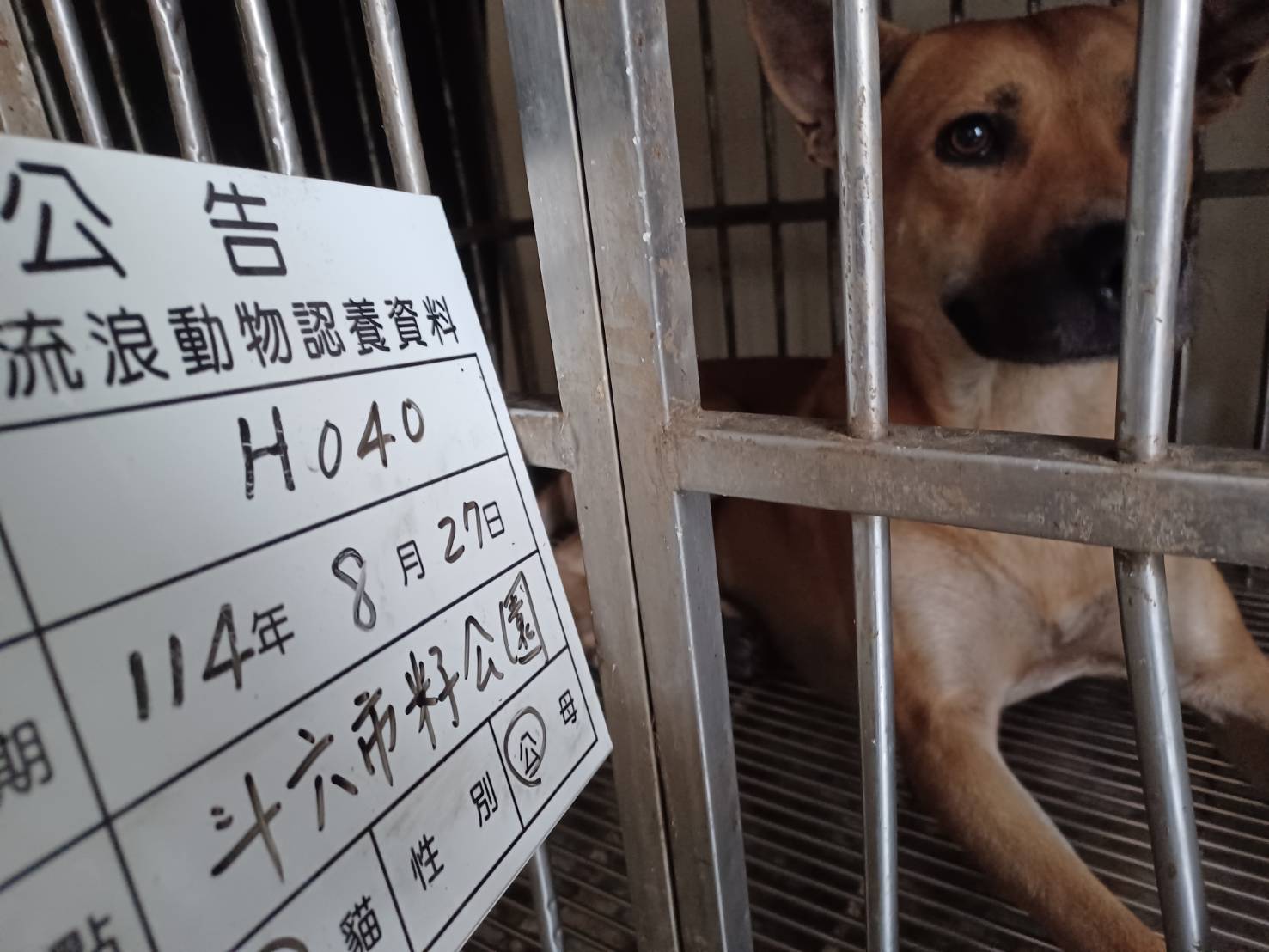 雲林縣已領養狗 混種犬