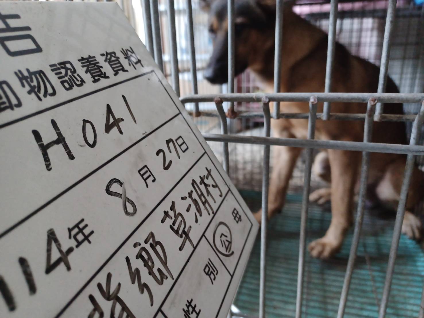 雲林縣已領養狗 混種犬