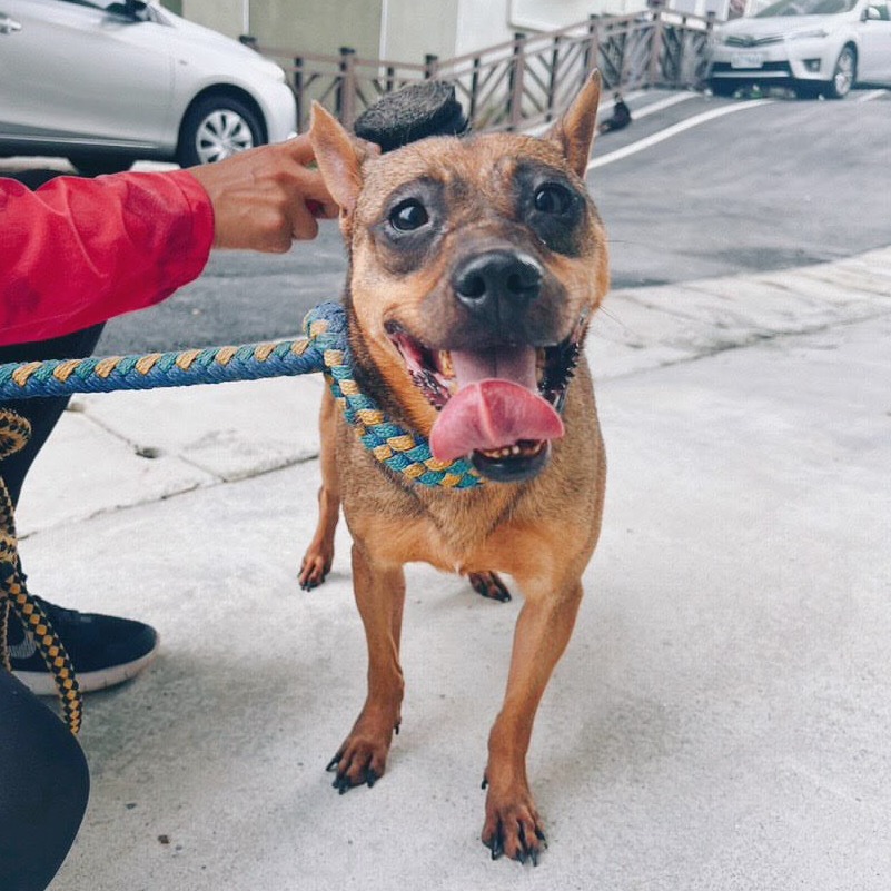 基隆市已領養狗 混種犬