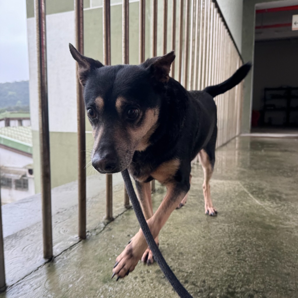 基隆市已領養狗 混種犬